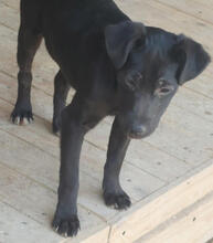 MOHN, Hund, Mischlingshund in Portugal - Bild 4