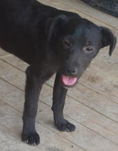MOHN, Hund, Mischlingshund in Portugal - Bild 5