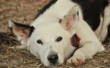 BOLITA, Hund, Border Collie-Mix in Essingen - Bild 2