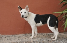 BOLITA, Hund, Border Collie-Mix in Essingen - Bild 4