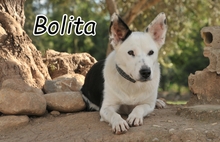 BOLITA, Hund, Border Collie-Mix in Essingen - Bild 5