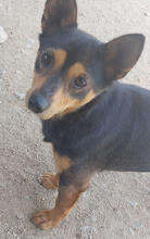LEANDER, Hund, Pinscher-Mix in Portugal - Bild 2
