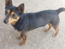 LEANDER, Hund, Pinscher-Mix in Portugal - Bild 3