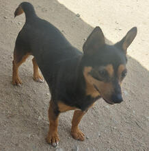 LEANDER, Hund, Pinscher-Mix in Portugal - Bild 4