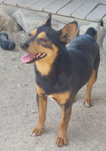 LEANDER, Hund, Pinscher-Mix in Portugal - Bild 5