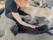 MILA, Hund, Mischlingshund in Rumänien - Bild 3