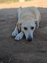 MILA, Hund, Mischlingshund in Rumänien - Bild 4