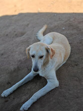 MILA, Hund, Mischlingshund in Rumänien - Bild 6