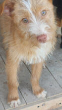 SUNSHINE, Hund, Mischlingshund in Portugal - Bild 1