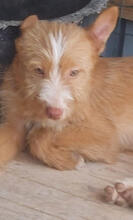 SUNSHINE, Hund, Mischlingshund in Portugal - Bild 5
