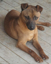 BARO, Hund, Mischlingshund in Portugal - Bild 1