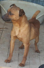 BARO, Hund, Mischlingshund in Portugal - Bild 3
