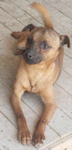 BARO, Hund, Mischlingshund in Portugal - Bild 4