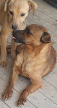 BARO, Hund, Mischlingshund in Portugal - Bild 5