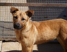 NELLA, Hund, Mischlingshund in Italien