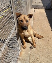 NELLA, Hund, Mischlingshund in Italien - Bild 11