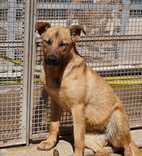 NELLA, Hund, Mischlingshund in Italien - Bild 12