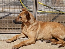 NELLA, Hund, Mischlingshund in Italien - Bild 13