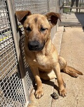 NELLA, Hund, Mischlingshund in Italien - Bild 2