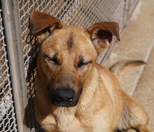 NELLA, Hund, Mischlingshund in Italien - Bild 3