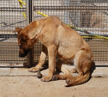 NELLA, Hund, Mischlingshund in Italien - Bild 4