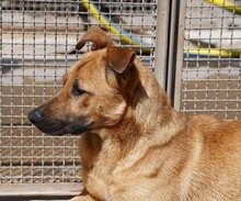 NELLA, Hund, Mischlingshund in Italien - Bild 8