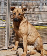NELLA, Hund, Mischlingshund in Italien - Bild 9