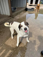 ATILA, Hund, Mischlingshund in Portugal - Bild 3