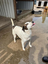 ATILA, Hund, Mischlingshund in Portugal - Bild 5