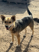 NIELS, Hund, Mischlingshund in Rumänien - Bild 1