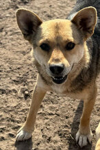 NIELS, Hund, Mischlingshund in Rumänien - Bild 2
