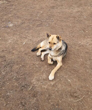 NIELS, Hund, Mischlingshund in Rumänien - Bild 5