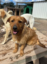 CALCIFER, Hund, Mischlingshund in Portugal - Bild 1