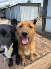 CALCIFER, Hund, Mischlingshund in Portugal - Bild 2