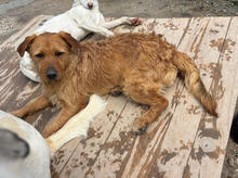 CALCIFER, Hund, Mischlingshund in Portugal - Bild 3