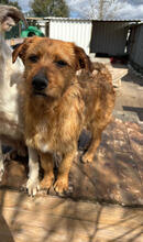 CALCIFER, Hund, Mischlingshund in Portugal - Bild 4
