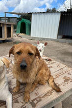 CALCIFER, Hund, Mischlingshund in Portugal - Bild 5
