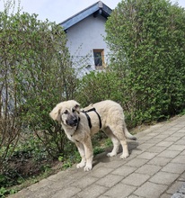 ALEX, Hund, Griechischer Schäferhund in Innernzell - Bild 1