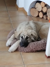 ALEX, Hund, Griechischer Schäferhund in Innernzell - Bild 2