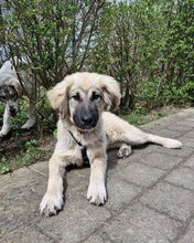 ALEX, Hund, Griechischer Schäferhund in Innernzell - Bild 3