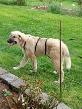 ALEX, Hund, Griechischer Schäferhund in Innernzell - Bild 4