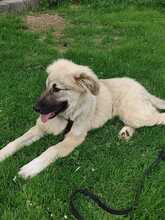 ALEX, Hund, Griechischer Schäferhund in Innernzell - Bild 5