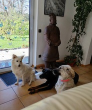 ALEX, Hund, Griechischer Schäferhund in Innernzell - Bild 6
