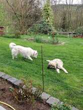 ALEX, Hund, Griechischer Schäferhund in Innernzell - Bild 7