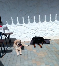 ALEX, Hund, Griechischer Schäferhund in Innernzell - Bild 8