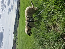 ALEX, Hund, Griechischer Schäferhund in Innernzell - Bild 9