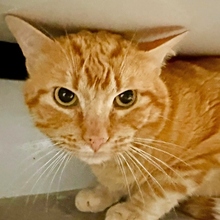 KURT, Katze, Europäisch Kurzhaar in Spanien - Bild 1