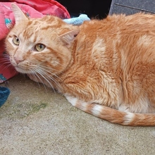 KURT, Katze, Europäisch Kurzhaar in Spanien - Bild 2