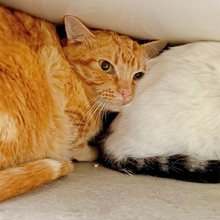 KURT, Katze, Europäisch Kurzhaar in Spanien - Bild 4