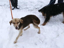 CARLITA, Hund, Mischlingshund in Bulgarien - Bild 10